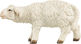 Schaf schauend