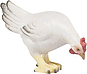 Henne pickend